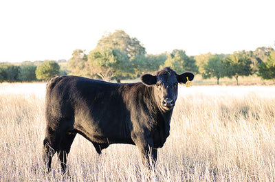 Why It's Important to Buy Ethically Sourced Meat