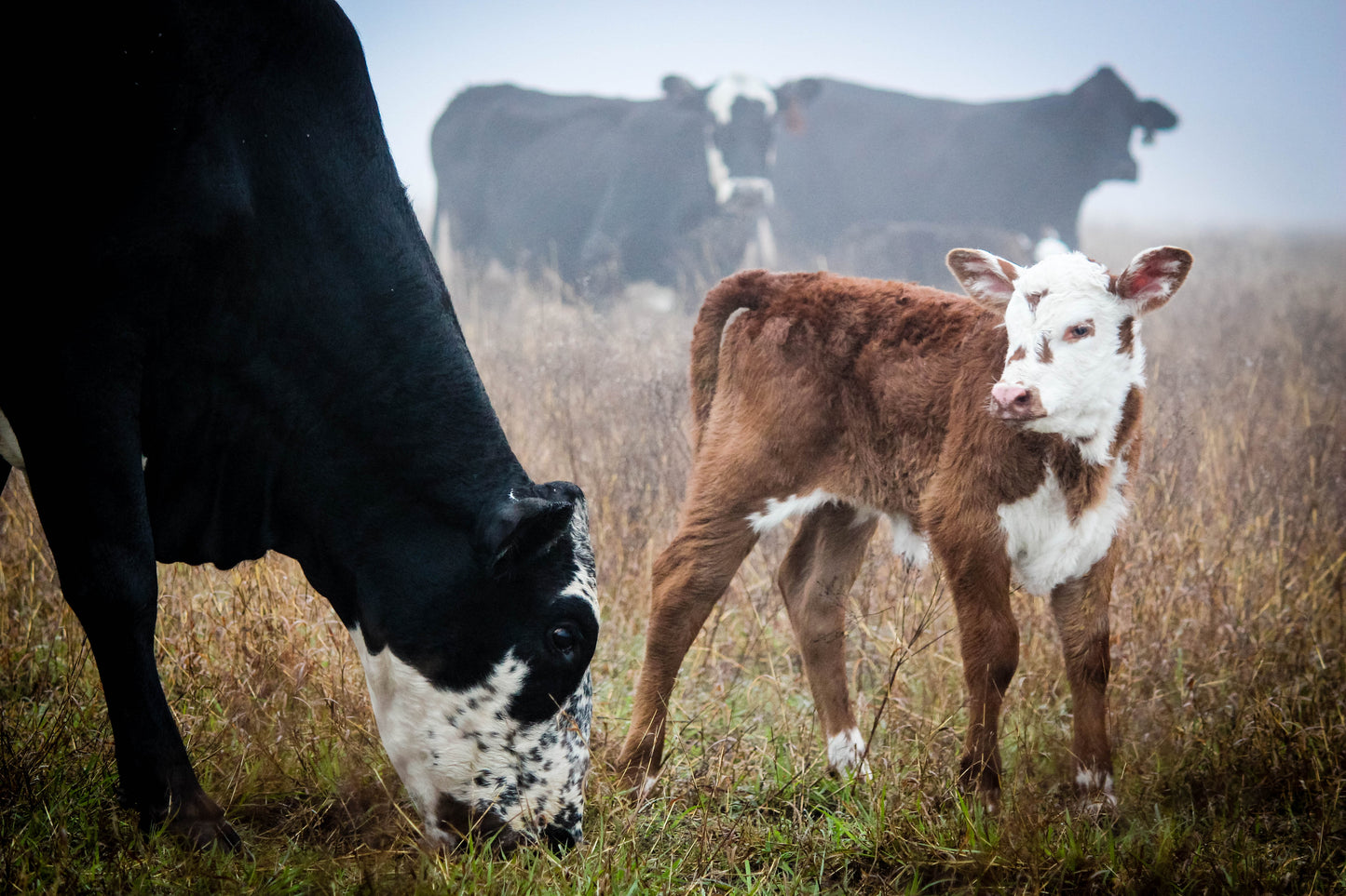 Source verified, pasture-finished beef raised at Augustus Ranch near Shiner, Texas.