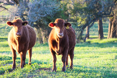 Support Local Farmers by Buying All-Natural Texas Beef