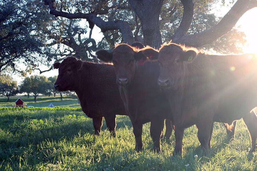 Beyond Grass-Fed: The Case for Custom Pasture-Finished Beef